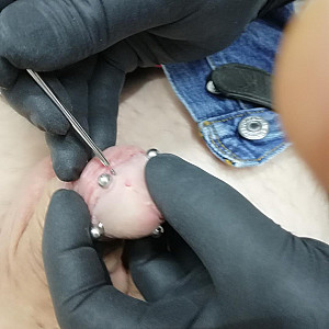 fourth piercing in my glans gallery image