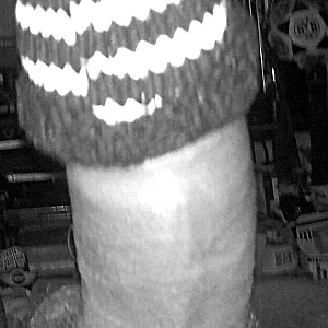 modern cock gallery image