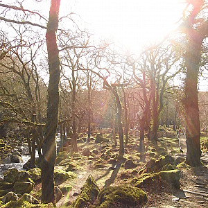 Neil in Forest Galeriebild