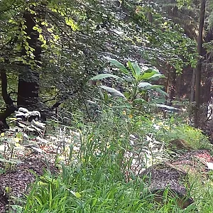 Im Wald Galeriebild