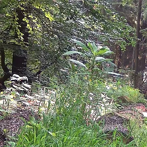 Im Wald Galeriebild