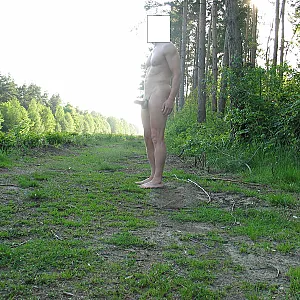 Forest glade gallery image