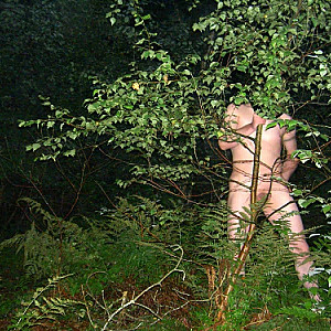 Im Wald Galeriebild