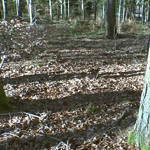 First Image Of crazy1963's Video - Christmas walk with NS Blowjob Fucking