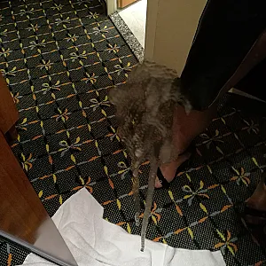 in motel gallery image
