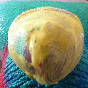 Cock in Color gallery image