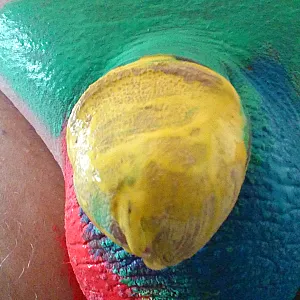 Cock in Color gallery image