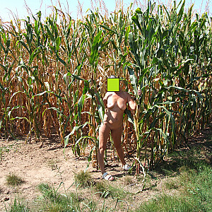 nude in cornfield gallery image