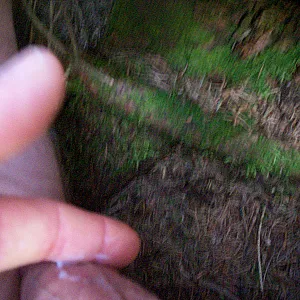 Sonntag beim Pilze suchenim Wald Galeriebild