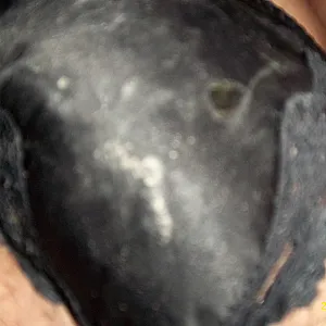 slip gallery image