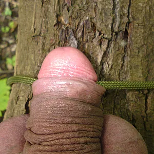 geiler baum Galeriebild