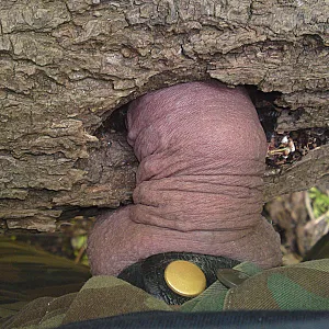 geiler baum Galeriebild