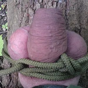 geiler baum Galeriebild