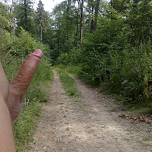 in the woods gallery image