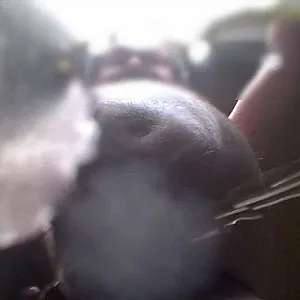 POV - Abspritzen und Pissen Galeriebild