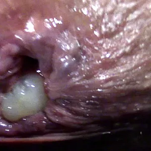 Anal und Fotzencreampie Galeriebild