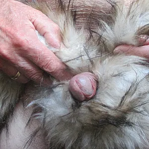 Das erste Bild von pet29664's Galerie - Er mag es gerne warm, weich und kuschelig