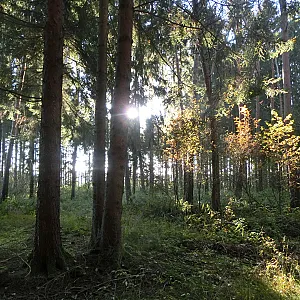 Geil im Wald mit daffy74 Galeriebild