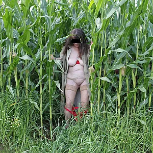 in the cornfield 2 gallery image