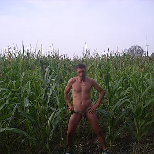 Cornfield gallery image