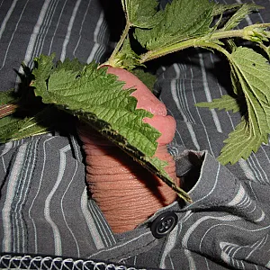 nettles gallery image