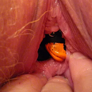 Rubber ducky with you gallery image