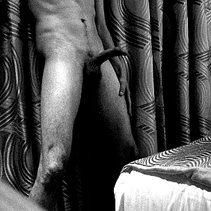 Bull Galeriebild