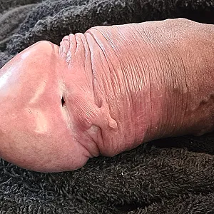 First image of horsi07's Gallery - fat balls