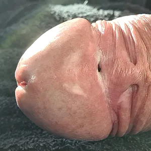 fat balls gallery image