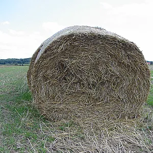 55Paul55 SM nackt auf dem  Feld Galeriebild