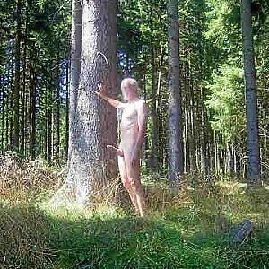 Bäume ... Galeriebild