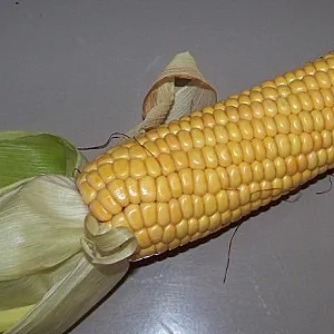 Fun with corn gallery image