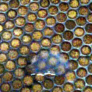 sperma Galeriebild