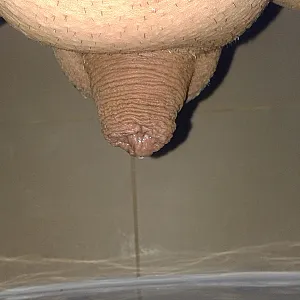 penis Galeriebild