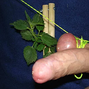 nettle treatment gallery image