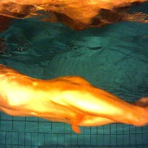 mal wieder im Pool Galeriebild