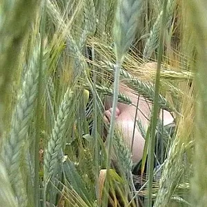 In der Natur Galeriebild