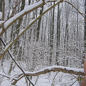 First image of badener68's Gallery - in the snow
