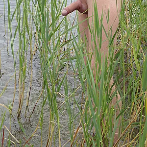 at the lake 2019 gallery image