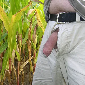 First image of Dicki42's Gallery - relaxing in a cornfield