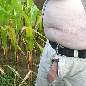 relaxing in a cornfield gallery image