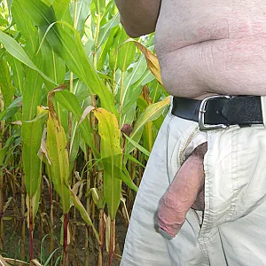relaxing in a cornfield gallery image