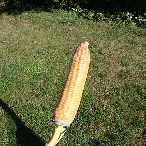 corn attack gallery image