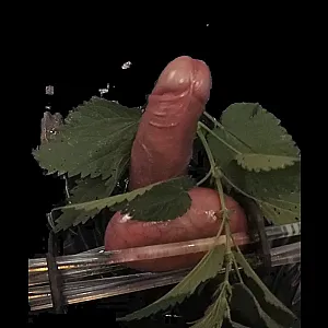 Stinging nettles on balls gallery image