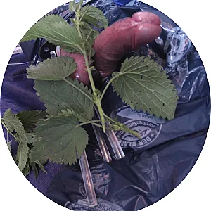 Stinging nettles on balls gallery image