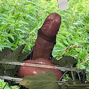 Stinging nettles on balls gallery image