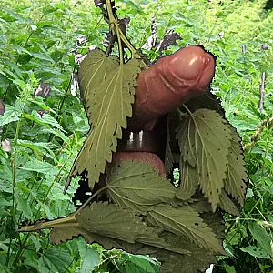 Stinging Nettle on balls gallery image