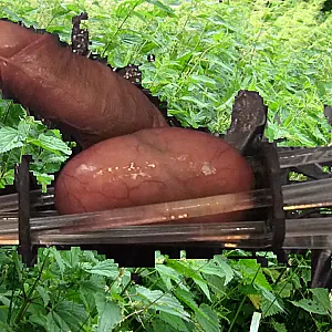 Stinging Nettle on balls gallery image
