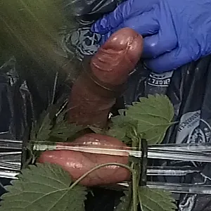 Stinging Nettle on balls gallery image