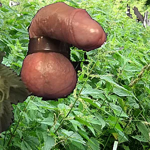 Stinging Nettle on balls gallery image